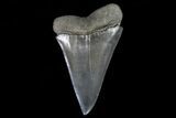 Large, Fossil Mako Shark Tooth - Georgia #75033-1
